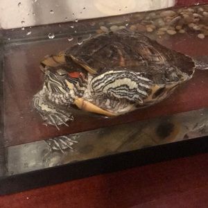 Meet your Posher, Vane